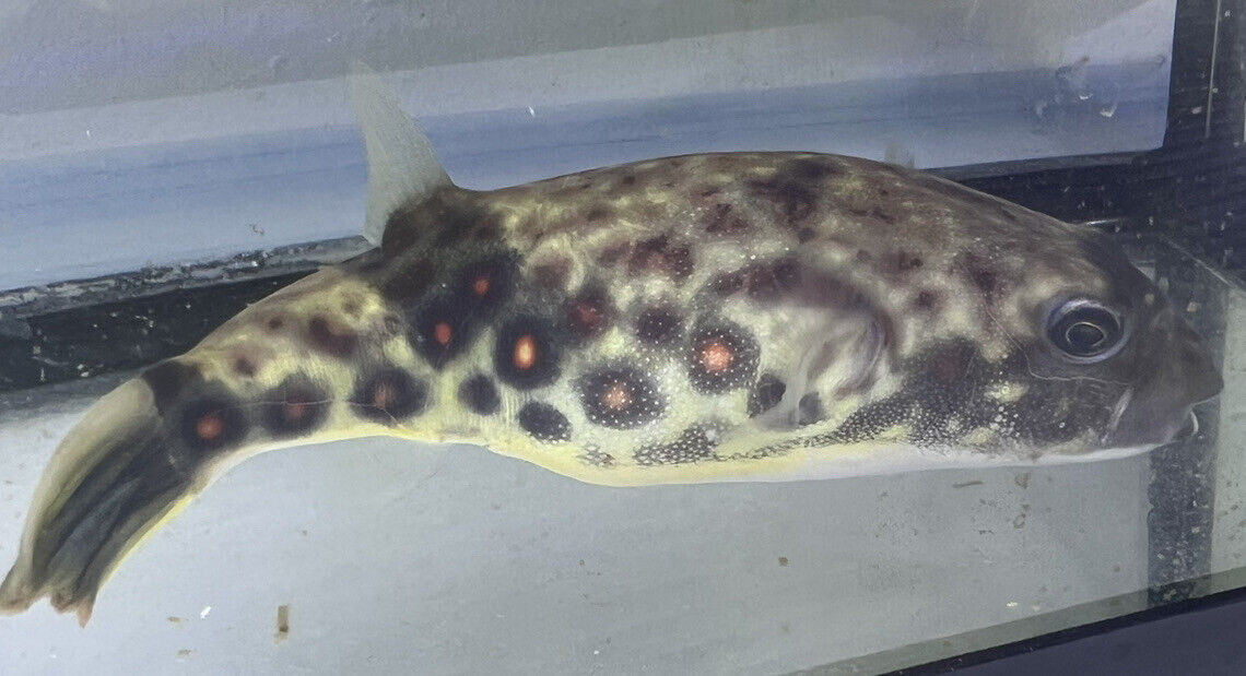 Tetraodon pustulatus Cross River Puffer 5.5in