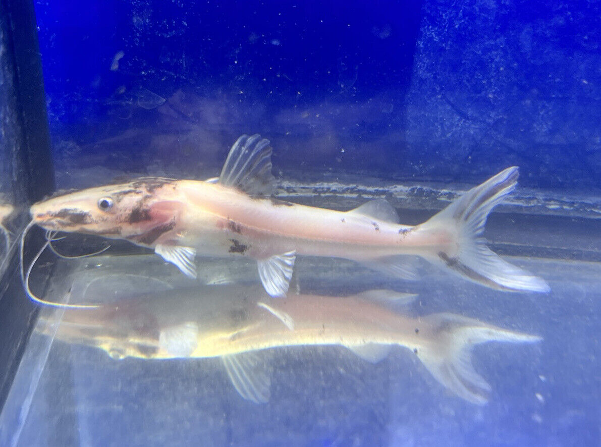 Marbled Tiger Shovelnose Catfish (Pseudoplatystoma)