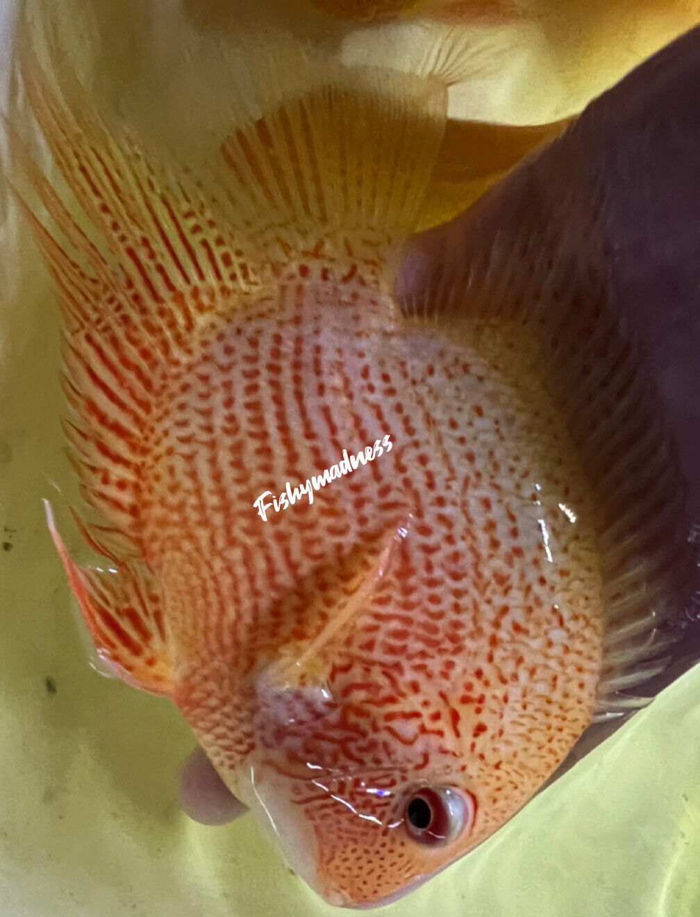 Red Spot Severum (Heros cf.efasciatus)