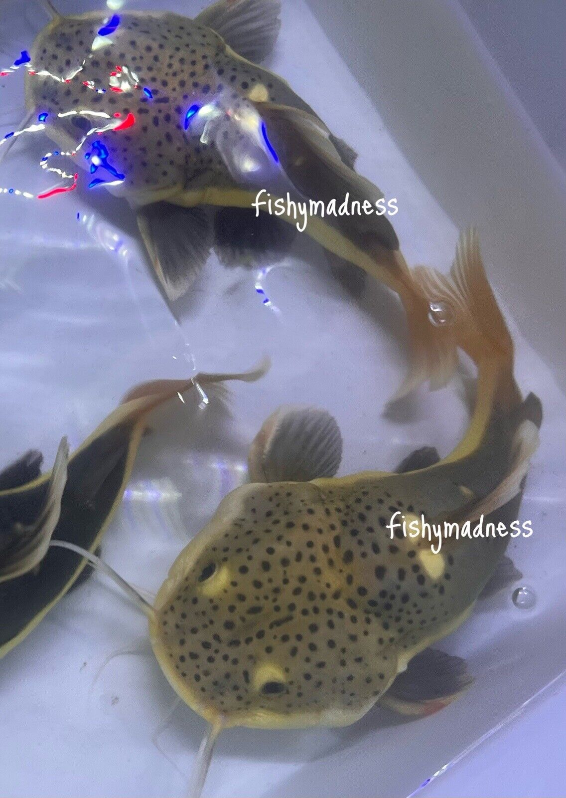 -Short Body redtail catfish Phractocephalus Yellowish