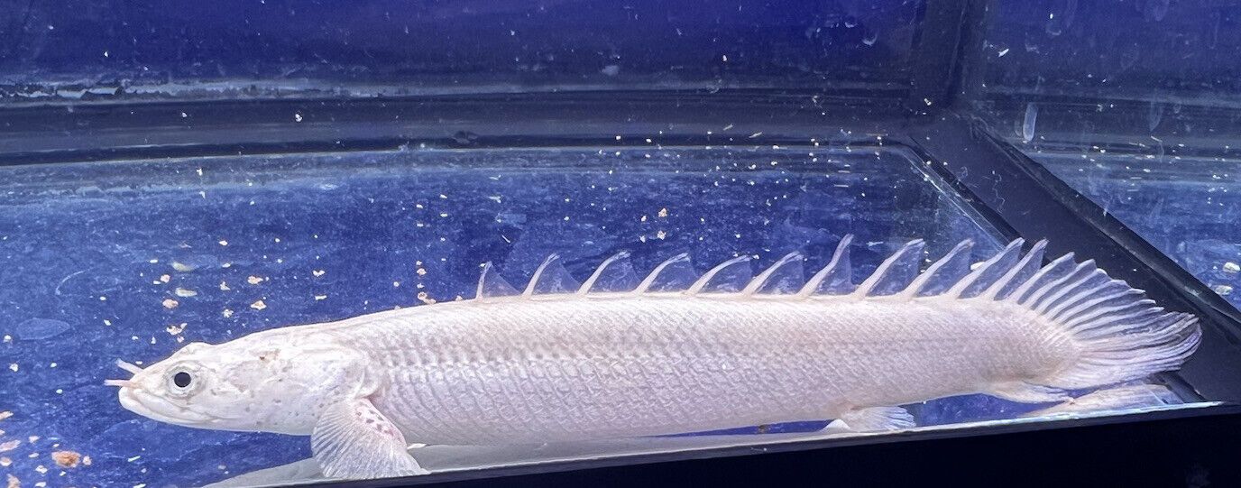 platinum endlicheri Bichir Polypterus 5.5 inch