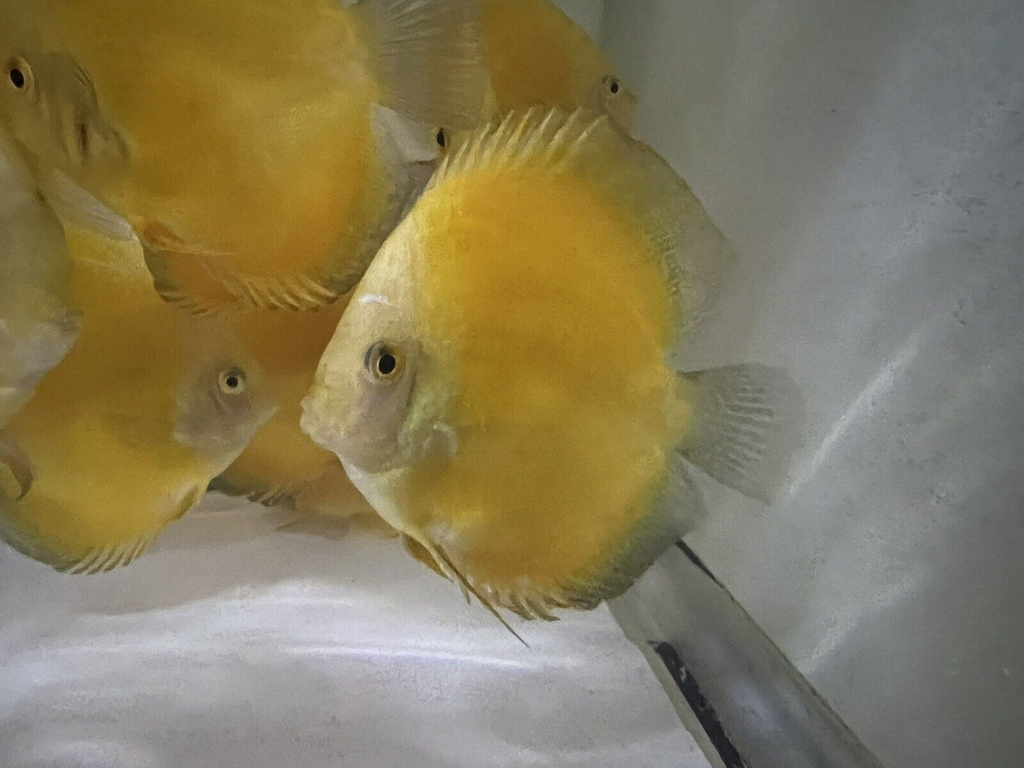 Yellow Discus (Symphysodon aequifasciatus)