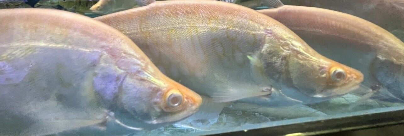Red Eye Albino Clown Knifefish (Chitala ornata)