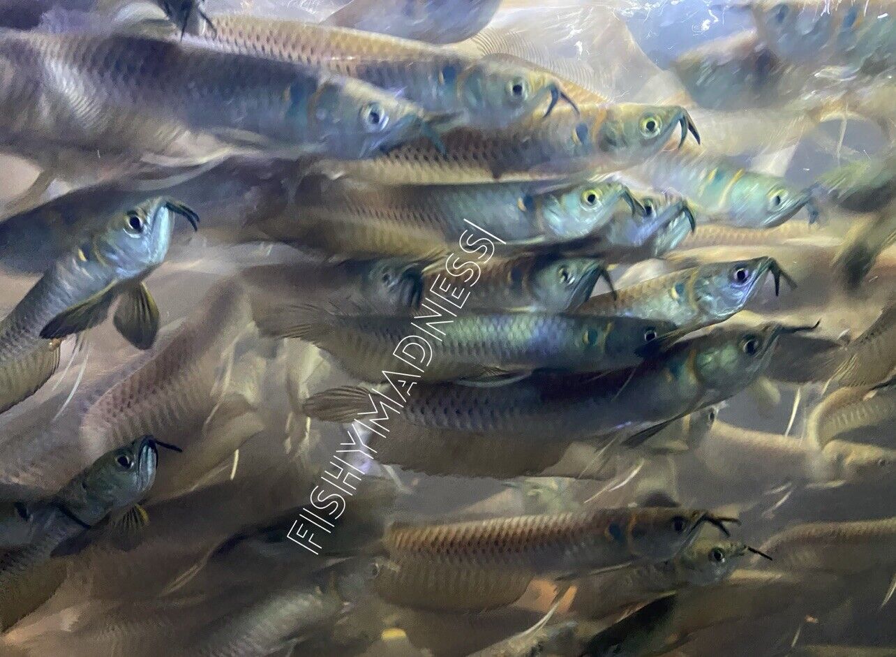 Silver Arowana (Osteoglossum bicirrhosum)