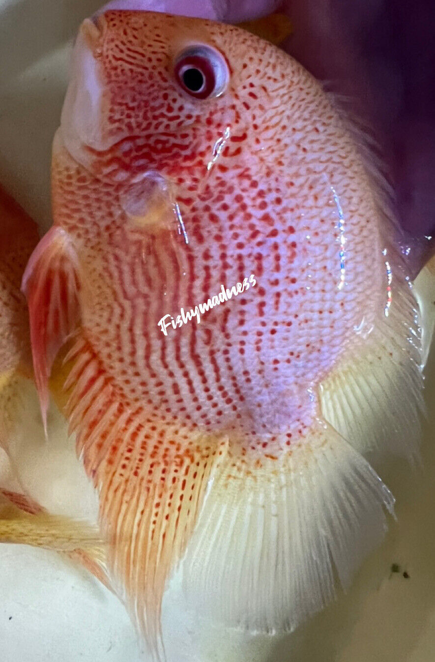 Red Spot Severum (Heros cf.efasciatus)