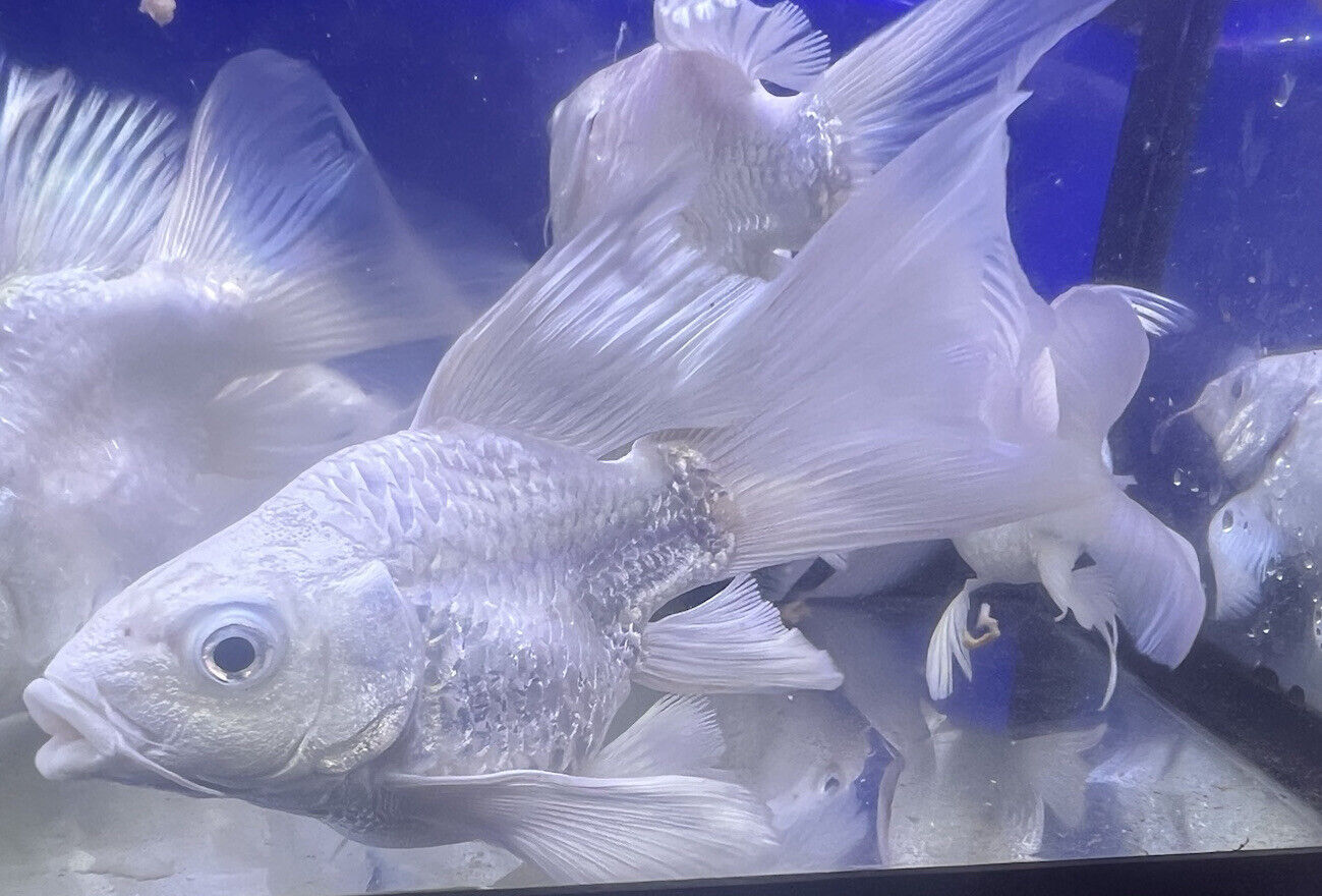 platinum short body Long fins koi