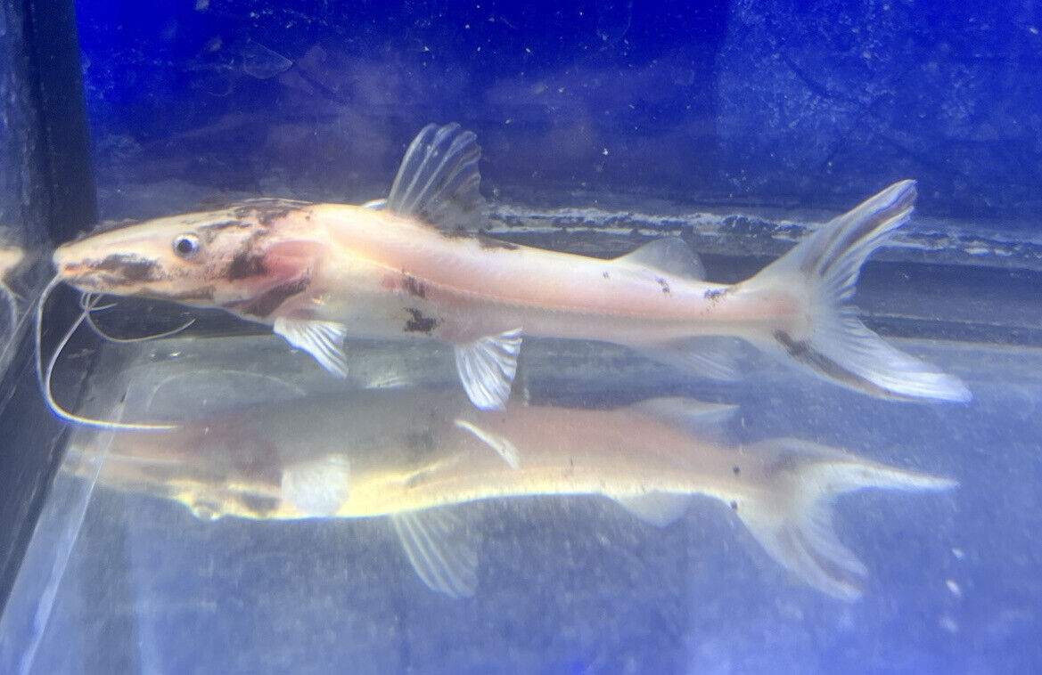 Marbled Tiger Shovelnose Catfish (Pseudoplatystoma)