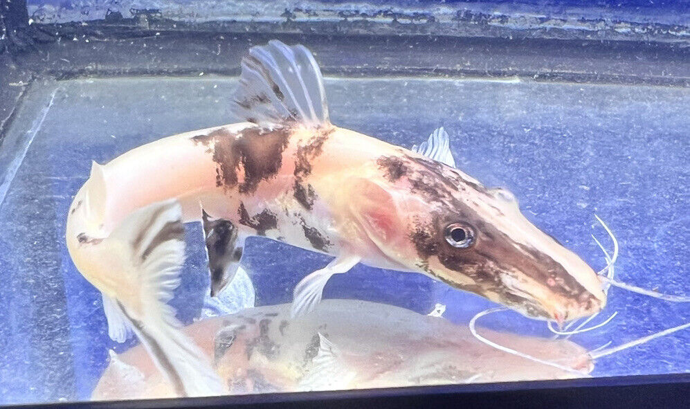 Marbled Tiger Shovelnose Catfish (Pseudoplatystoma)