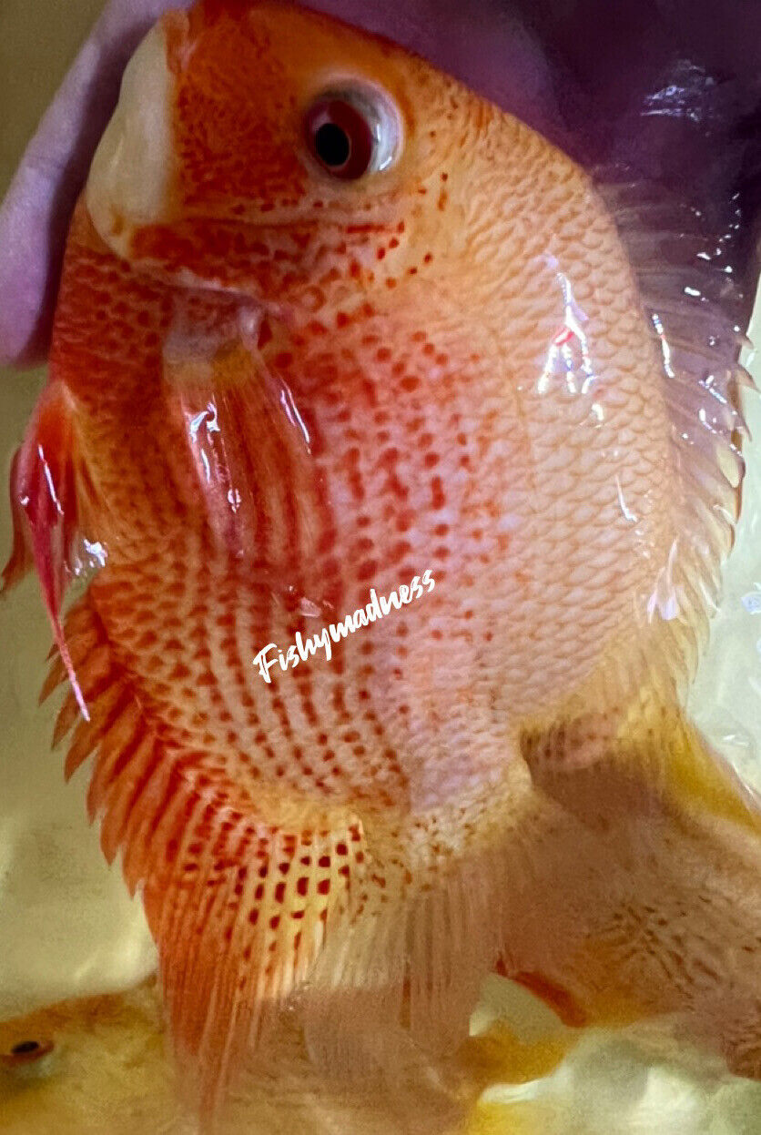 Red Spot Severum (Heros cf.efasciatus)