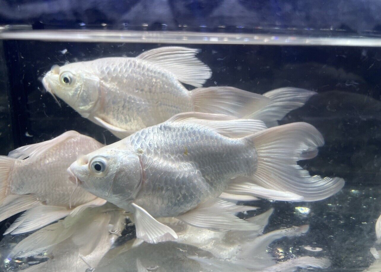 platinum short body Long fins koi