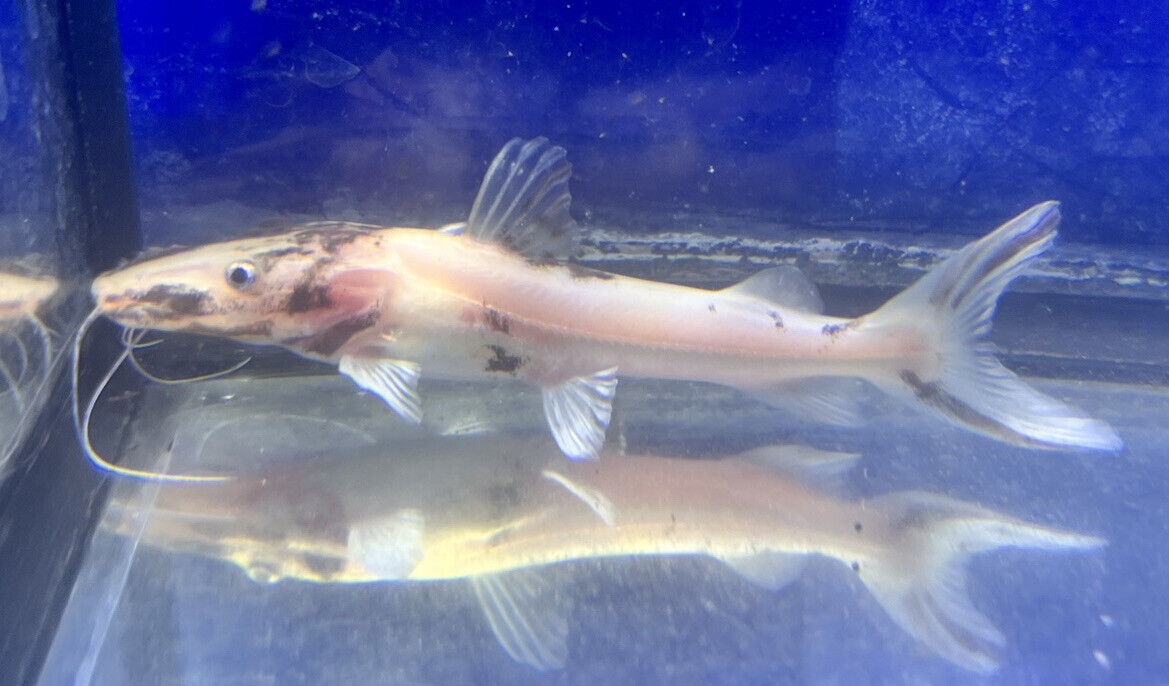 Marbled Tiger Shovelnose Catfish (Pseudoplatystoma)