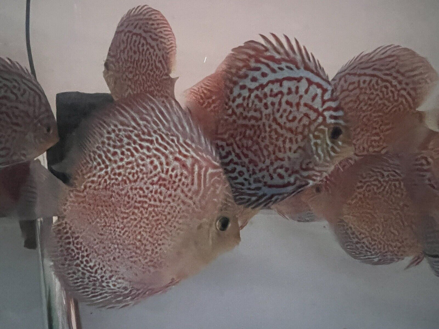 discus Leopard