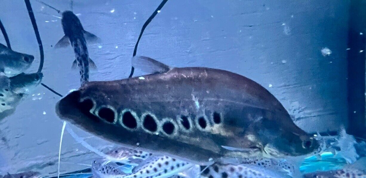 short body Clown Knifefish (Chitala ornata)