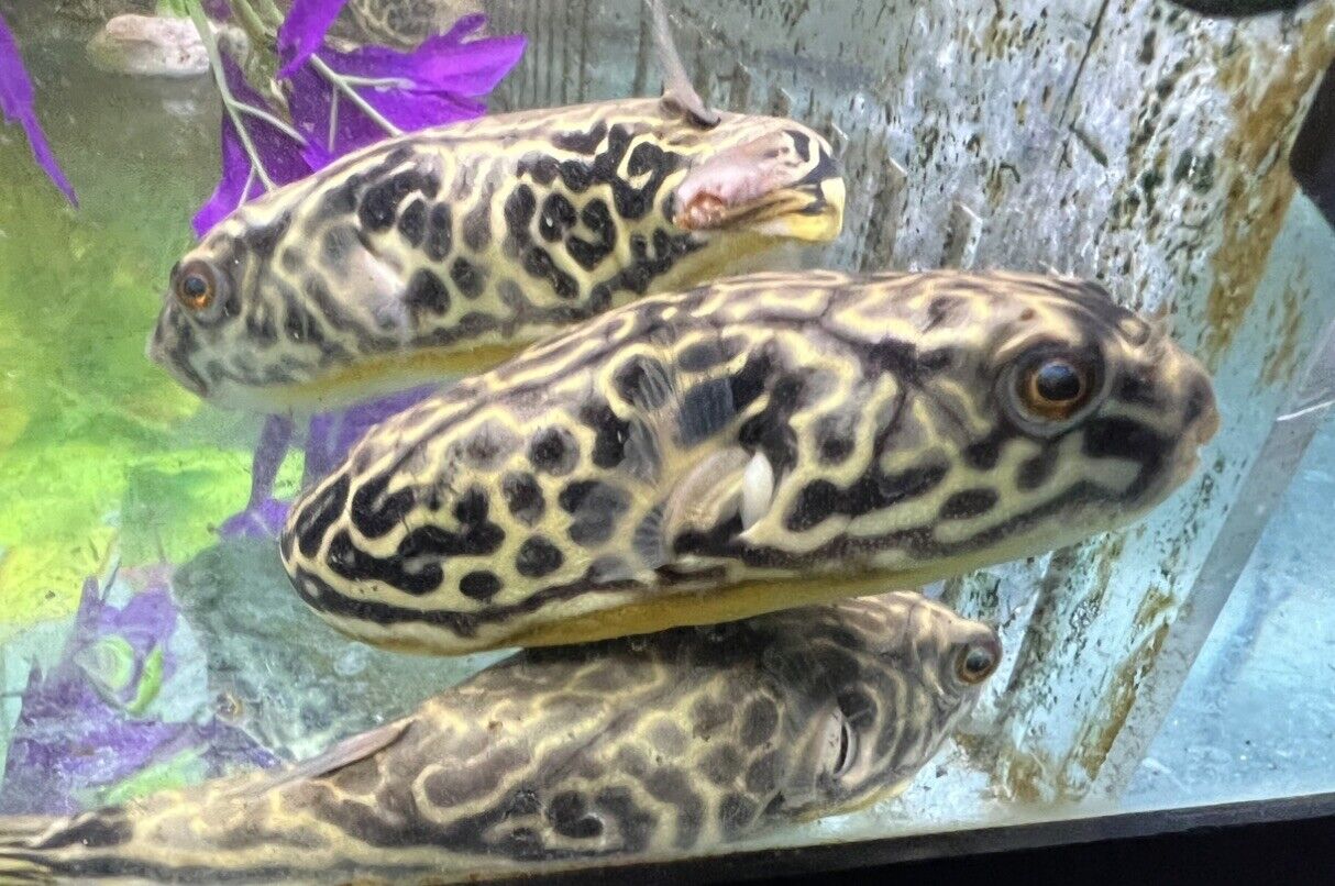 MBU Puffer Fish Tetraodon Mbu 55.5 inch Madness aquarium