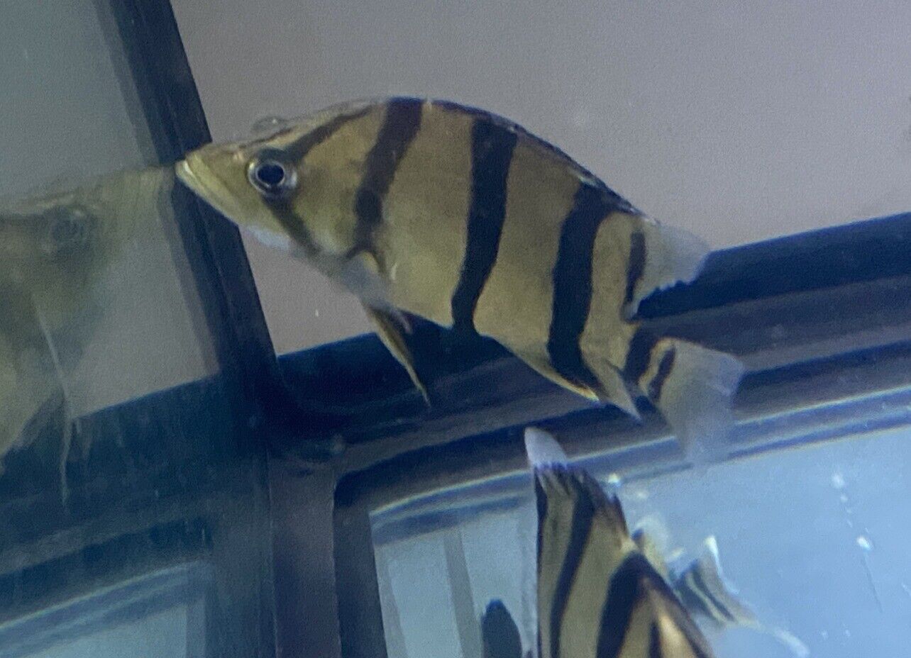 Thinbar Datnoid / Northern Thailand Tigerfish (Datnioides undecimradiatus)