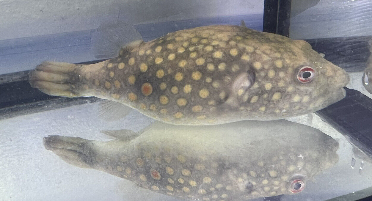 TETRAODON ABEI orange spot puffer 4.5-4.75 inch Condition: --