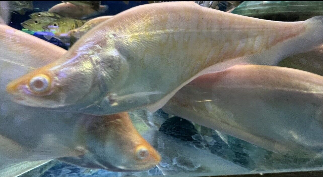 Red Eye Albino Clown Knifefish (Chitala ornata)