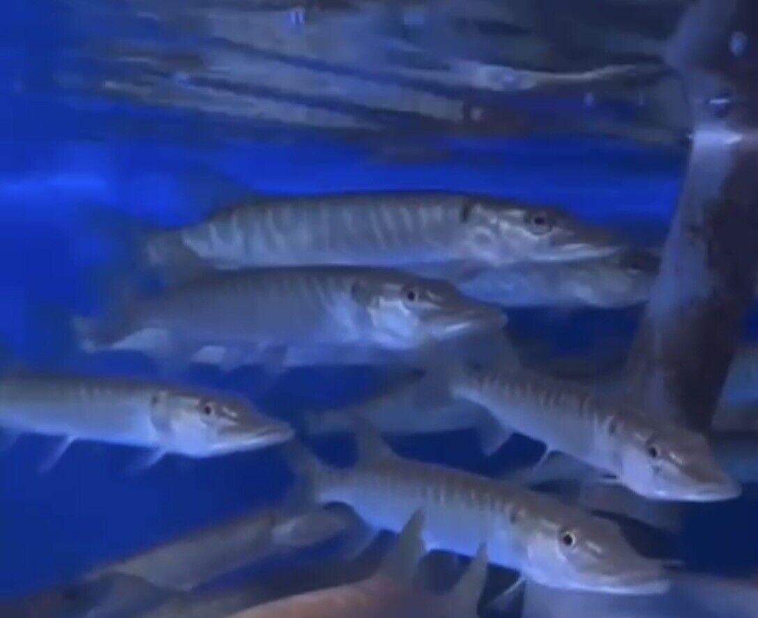 Northern Pike Fish (Esox lucius)