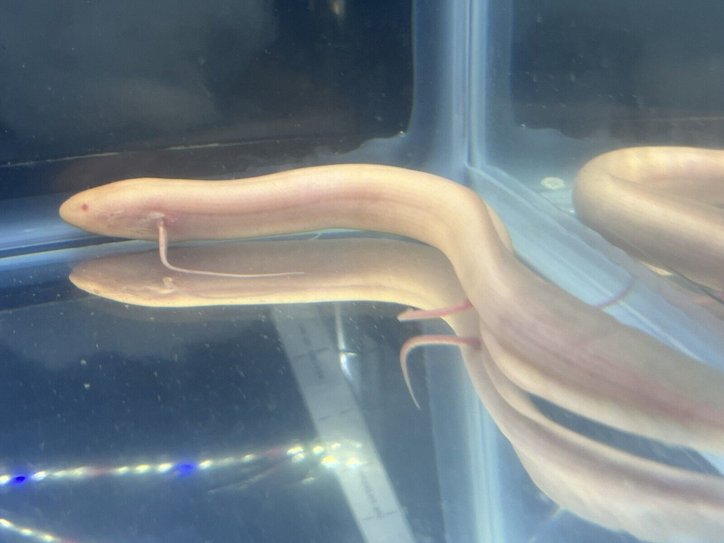 Protopterus dolloi albino lungfish 9.5 -10 Inches