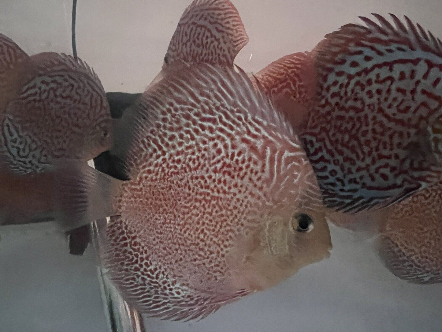 discus Leopard