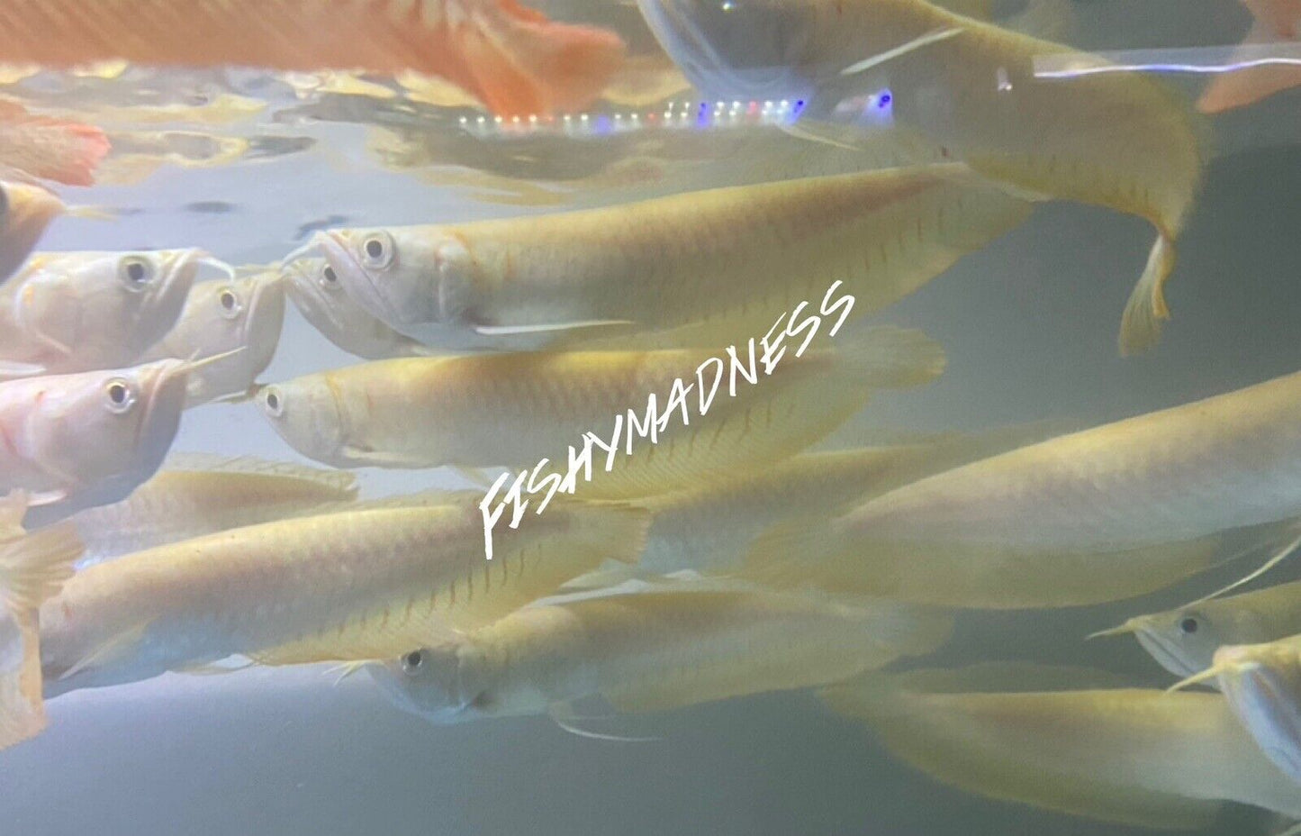 yellowish albino Silver Arowana 7-7.5 Inch