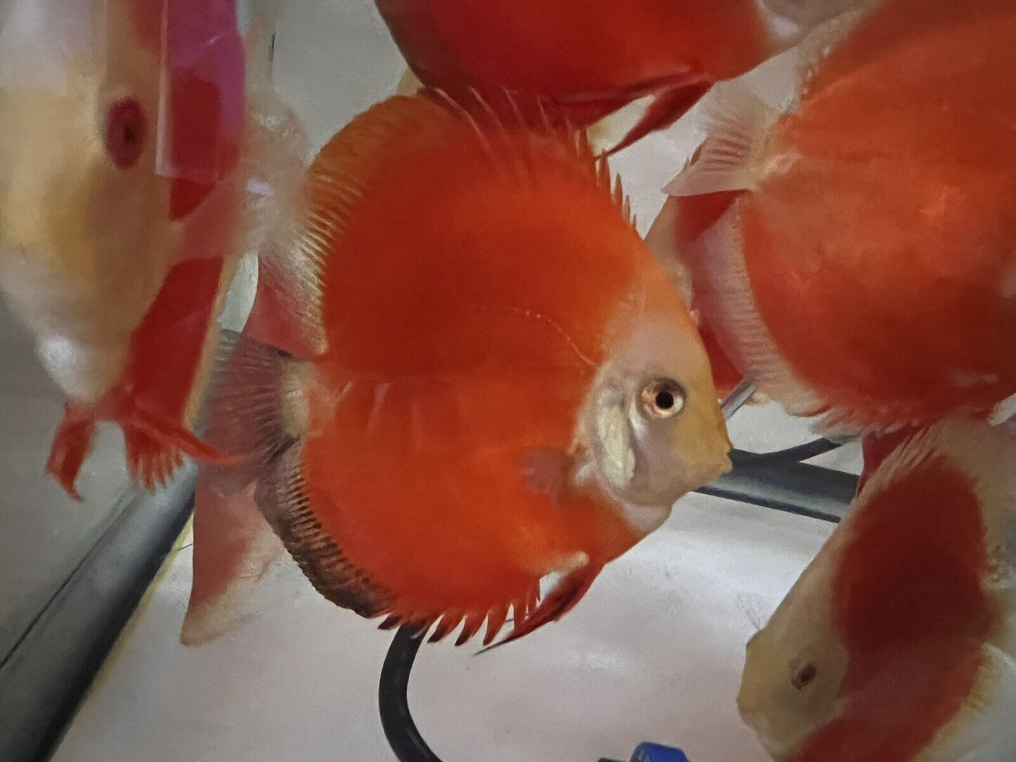 discus Fuji Red