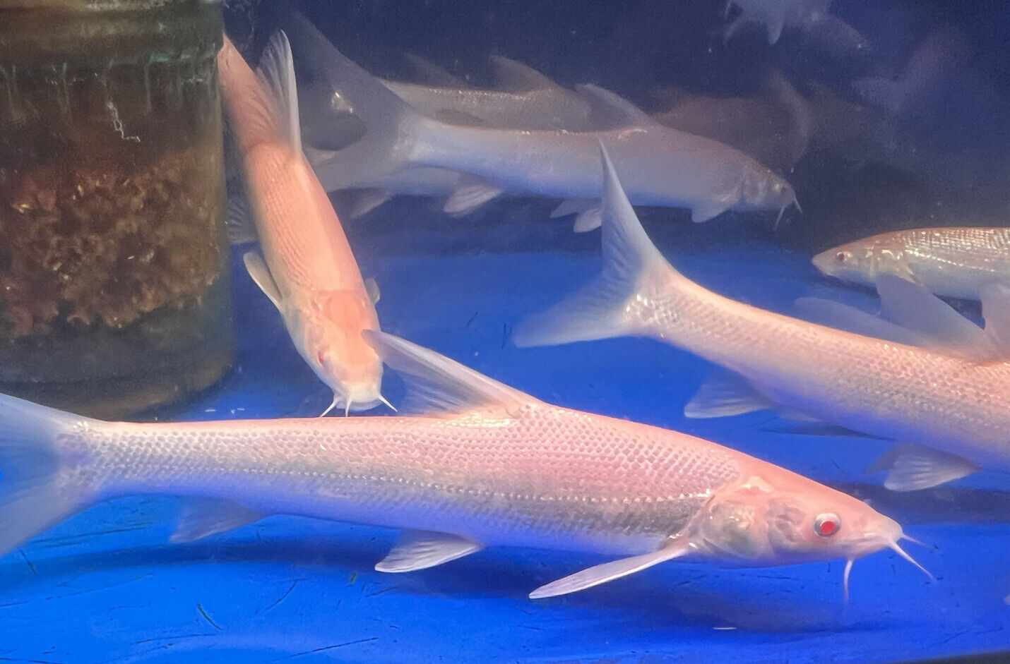 Albino Aral Barbel Barb (Luciobarbus Brachycephalus)