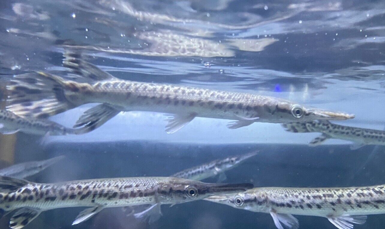 Alligator Gar (Atractosteus Spatula)