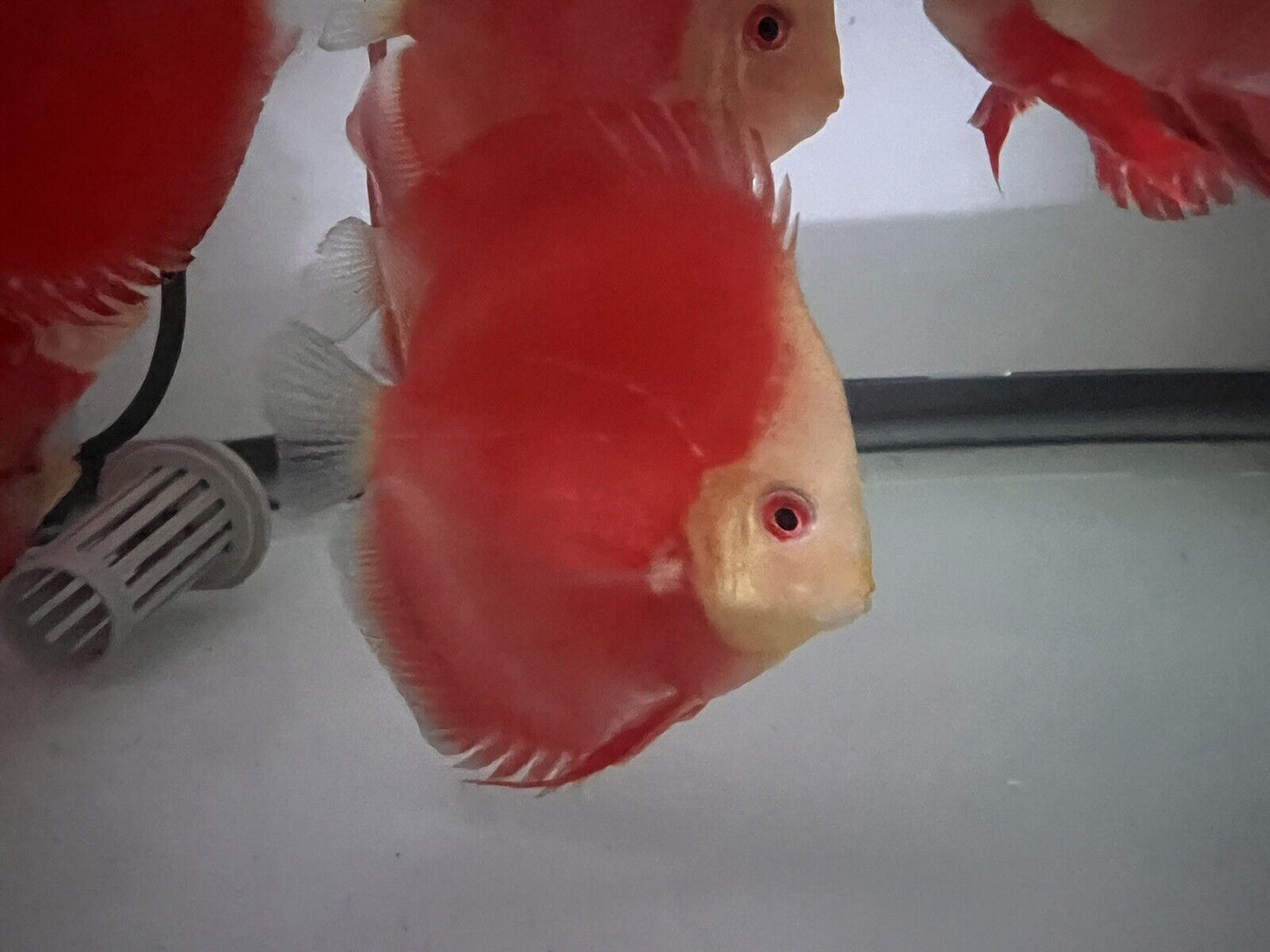 discus Fuji Red