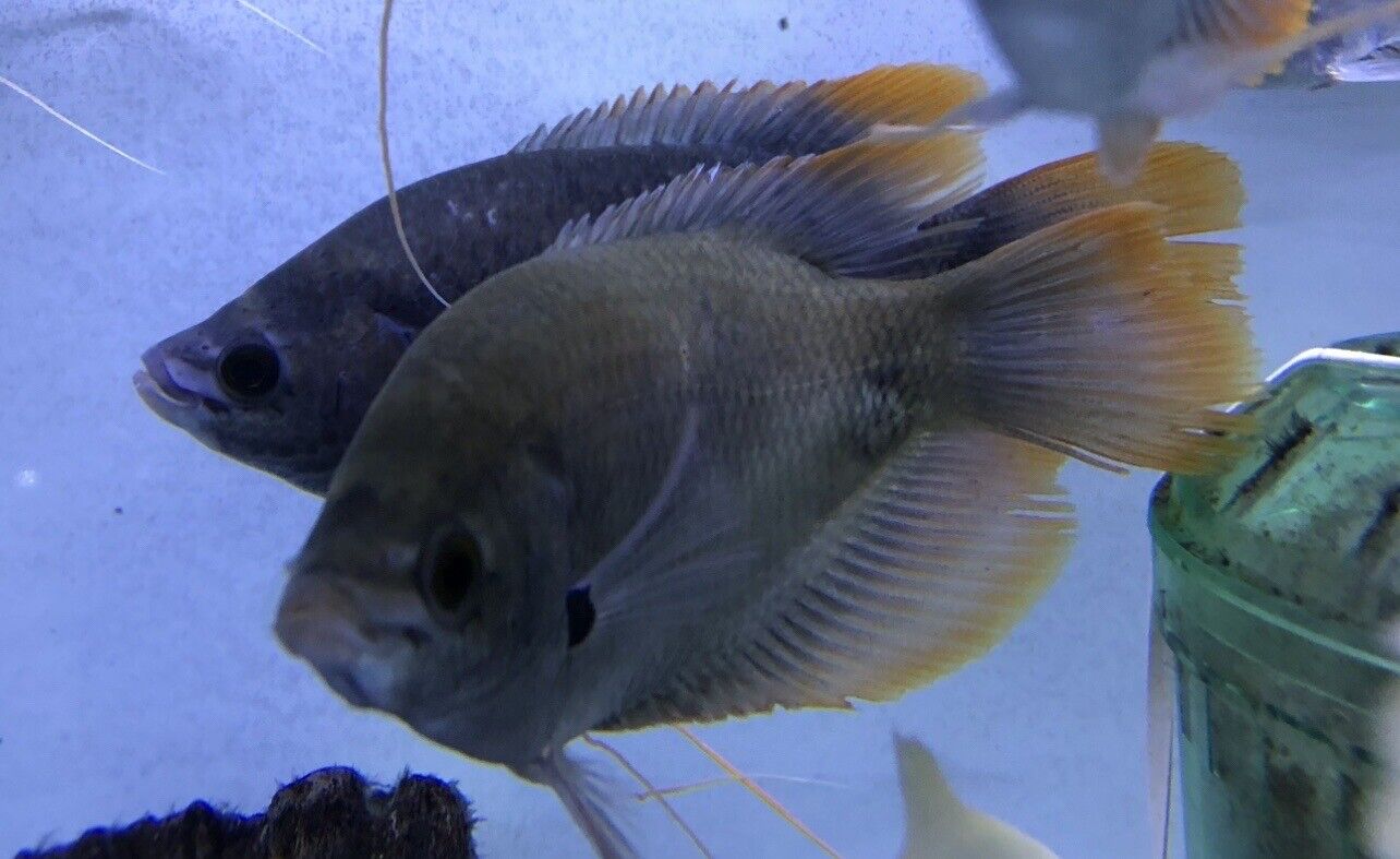 giant red tail gourami Osphronemus laticlavius 4.75 -5 Inch