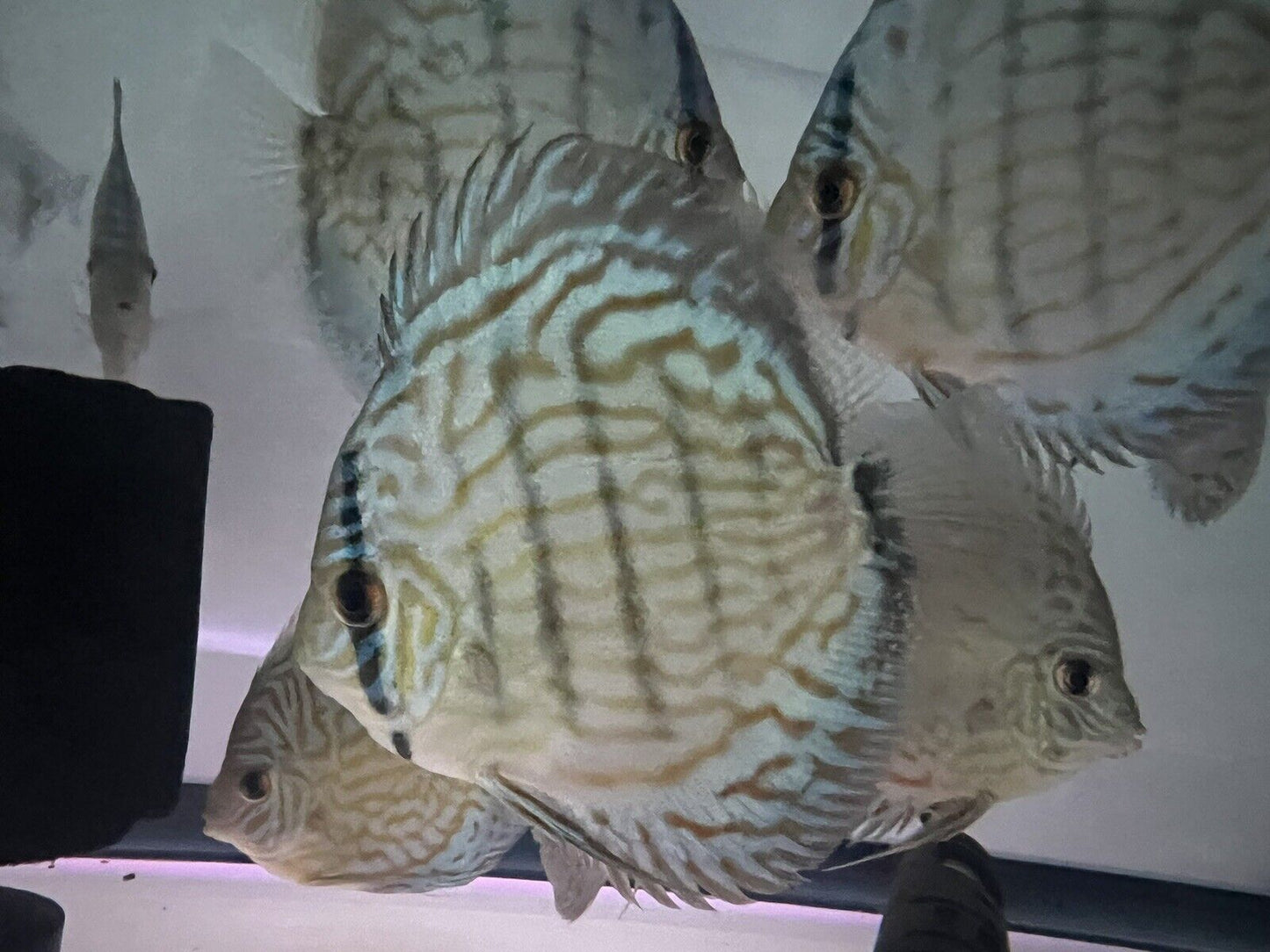 discus discus Blue turquoise