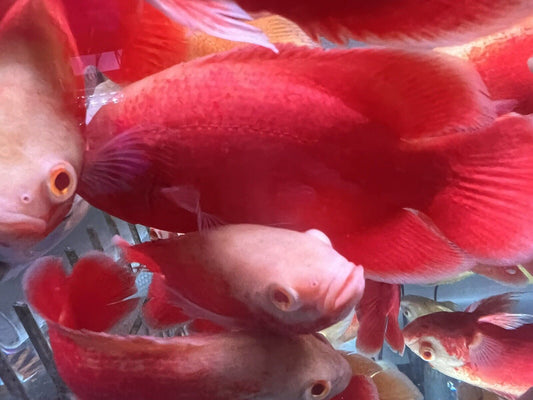 Albino chilli Red oscar fish