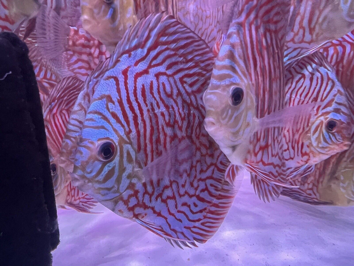 discus discus tiger turquoise