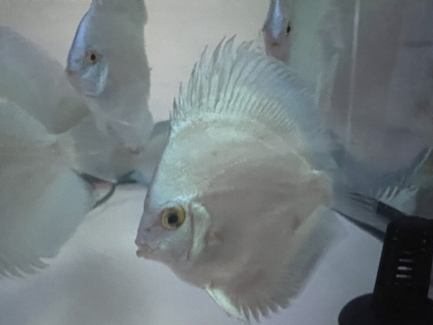 discus blue Diamond