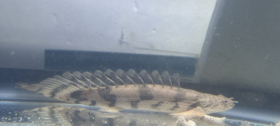 Long-Fin Endlicheri Bichir Polypterus