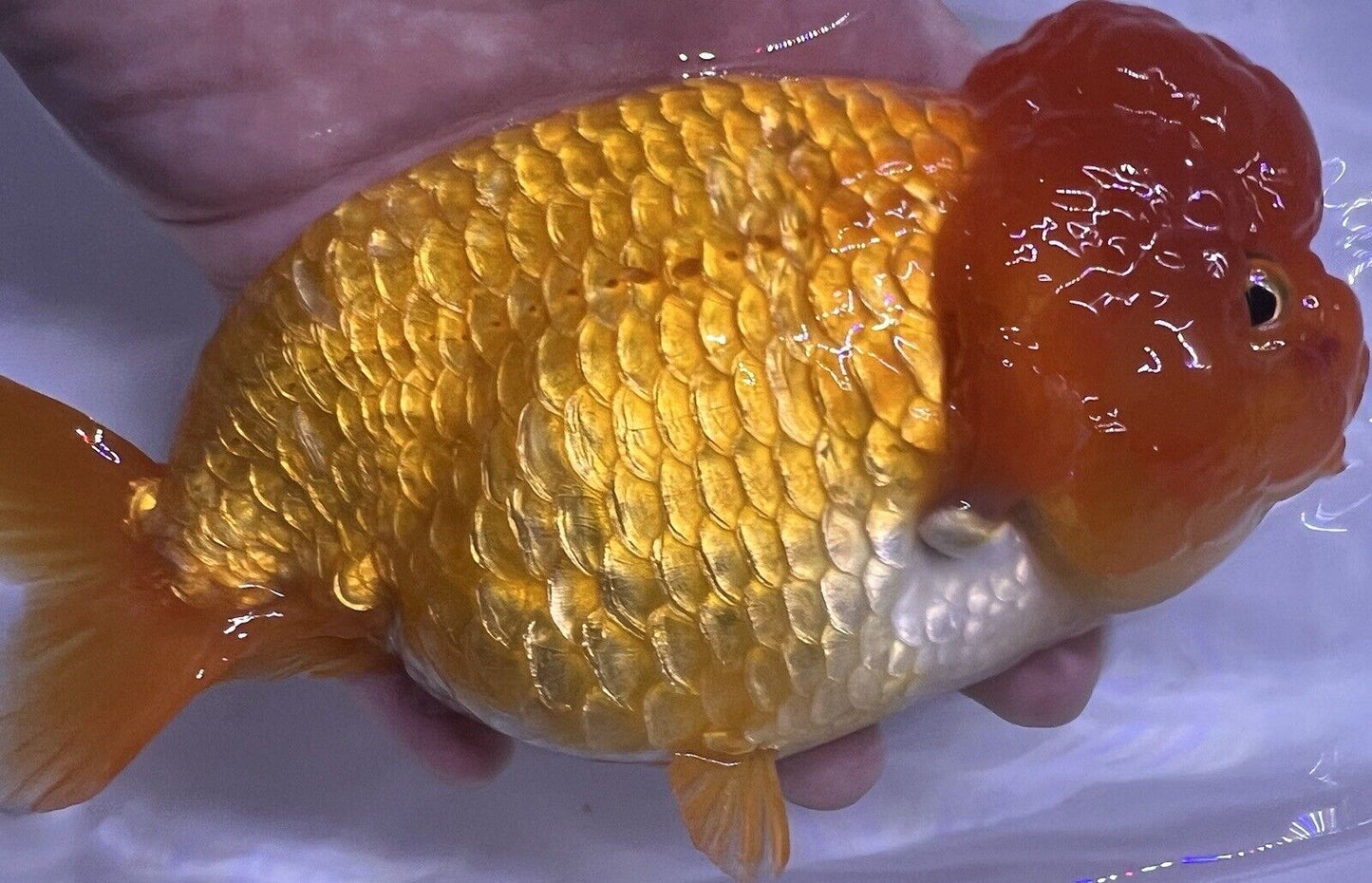 Jumbo Goldfish Big Wen Ranchu pond 6-6.25inc