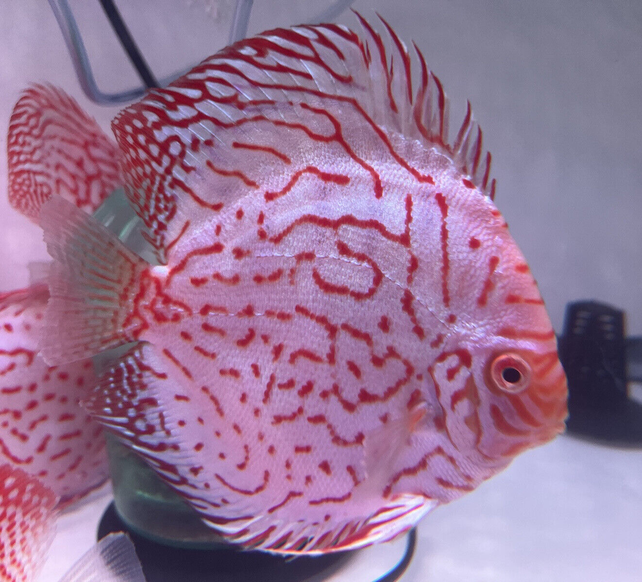 HIGH Grade discus checkerboard Discus