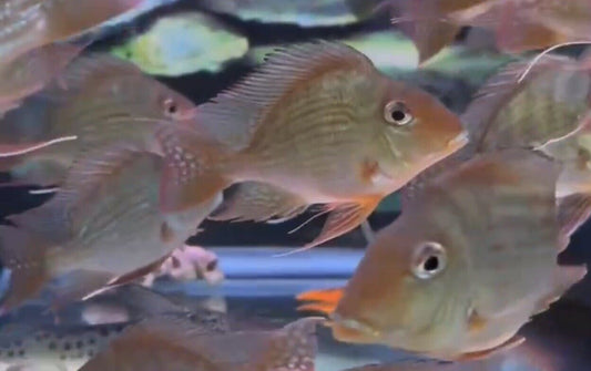 Balloon body Hecklii Geophagus