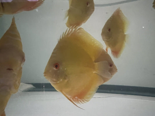 Discus Golden Albino Discus Fish
