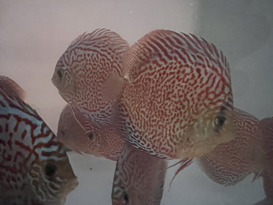 discus Leopard