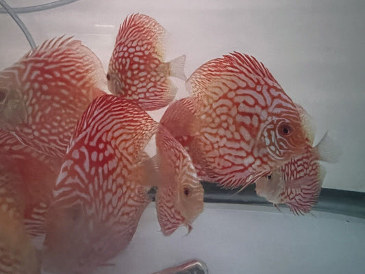discus Red Checkerboard