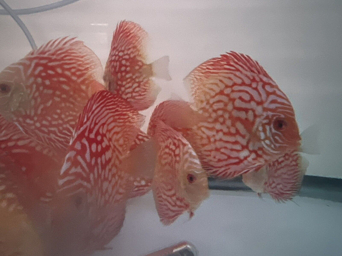 discus Red Checkerboard