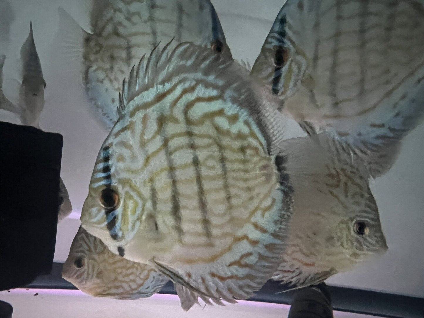 discus discus Blue turquoise