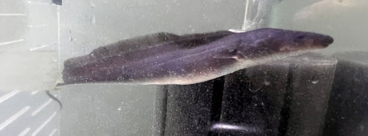 Aba Aba Knifefish (Gymnarchus Niloticus)