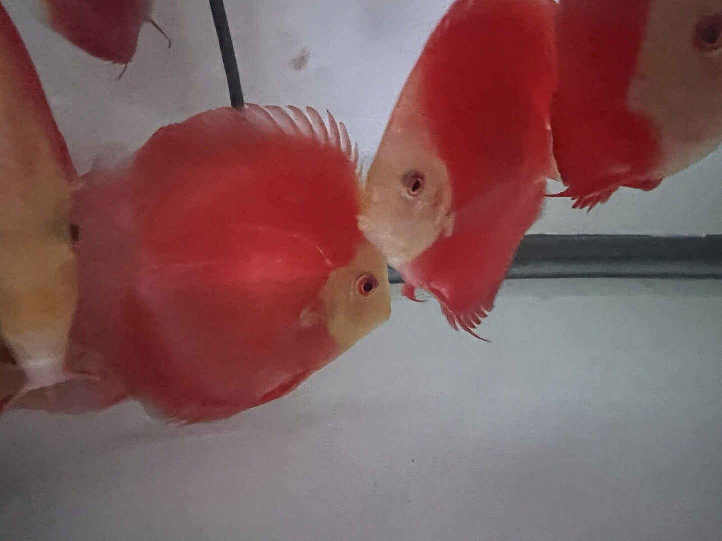 discus Fuji Red