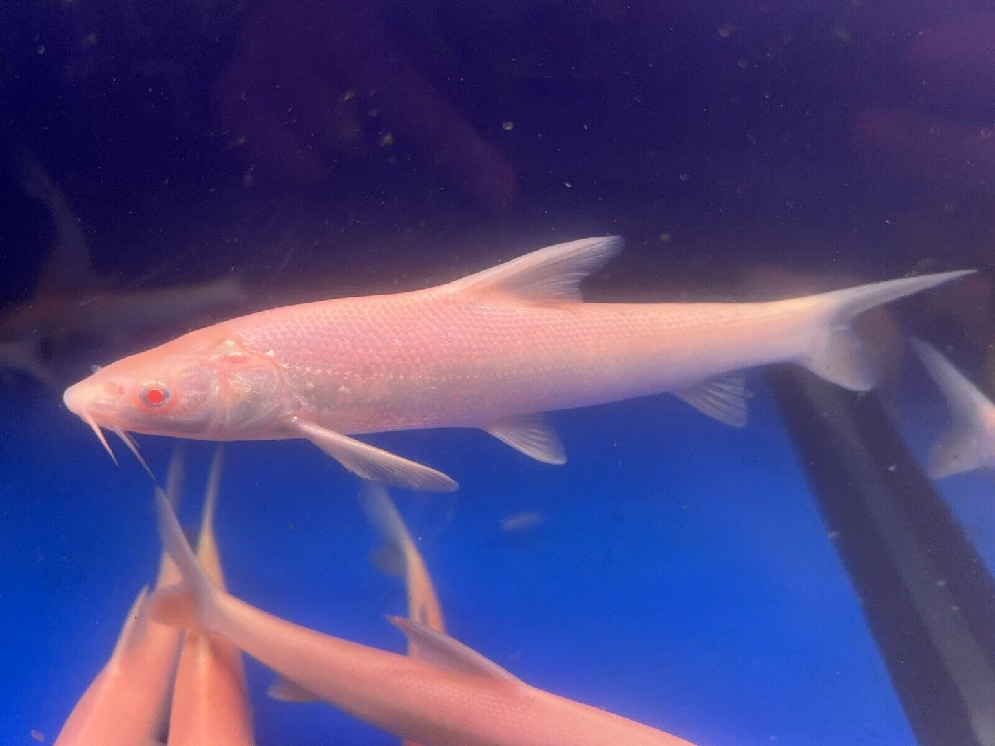 Albino Aral Barbel Barb (Luciobarbus Brachycephalus)