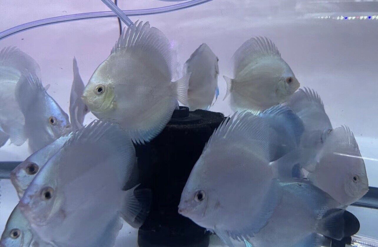 discus blue Diamond