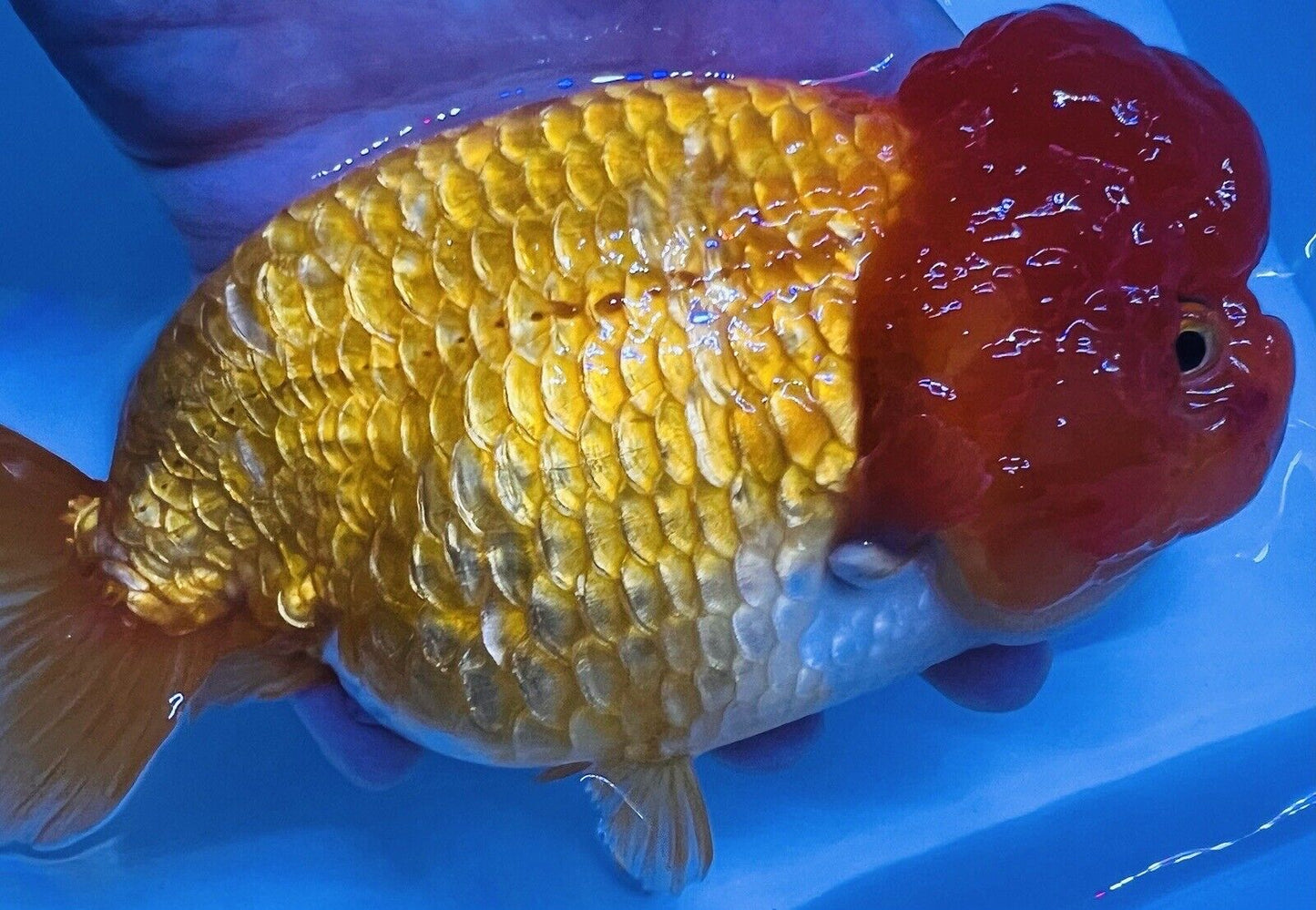 Jumbo Goldfish Big Wen Ranchu pond 6-6.25inc