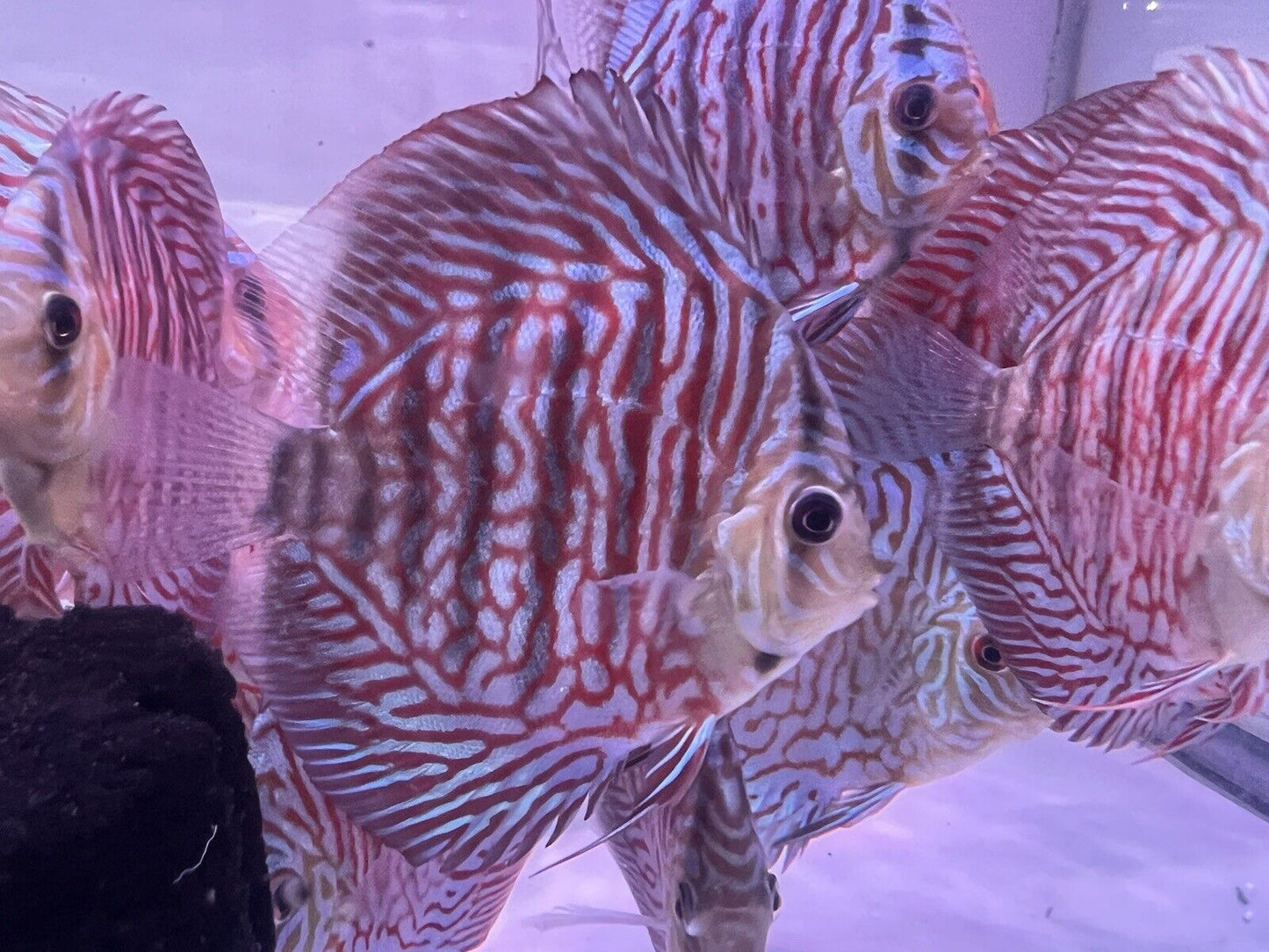 discus discus tiger turquoise