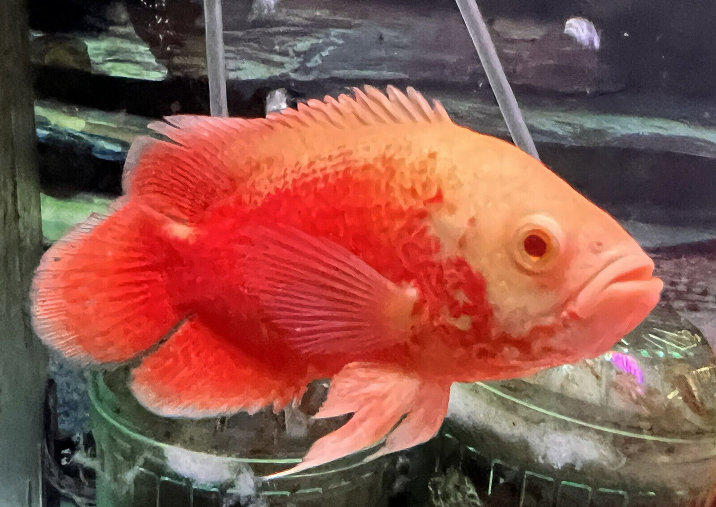 Albino chilli Red oscar fish